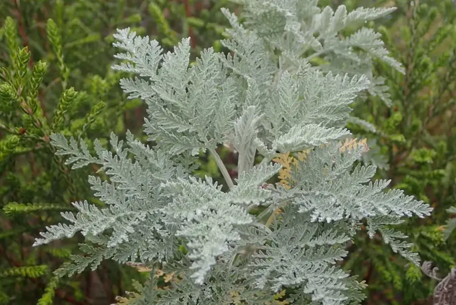 African wormwood: Silver feathery leaves.