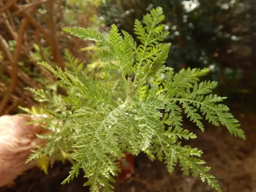 African wormwood: Foliage.
