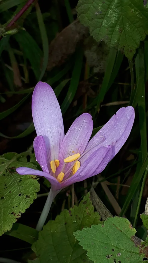 Autumn crocus: Reference specimen (Colchicum autumnale)