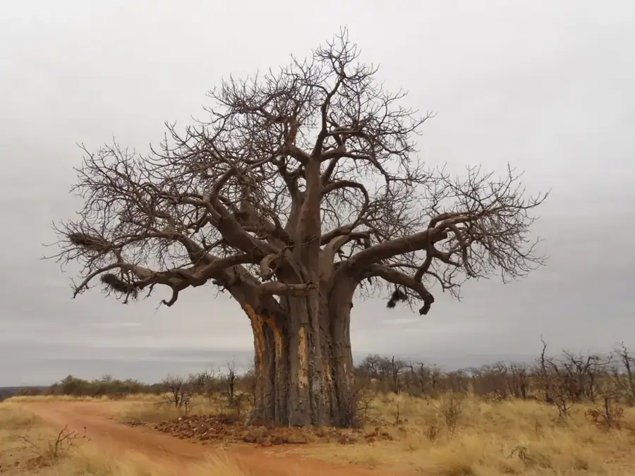 African baobab: Baobab tree.