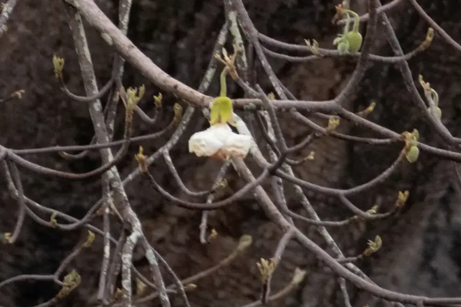 African baobab: White flower.