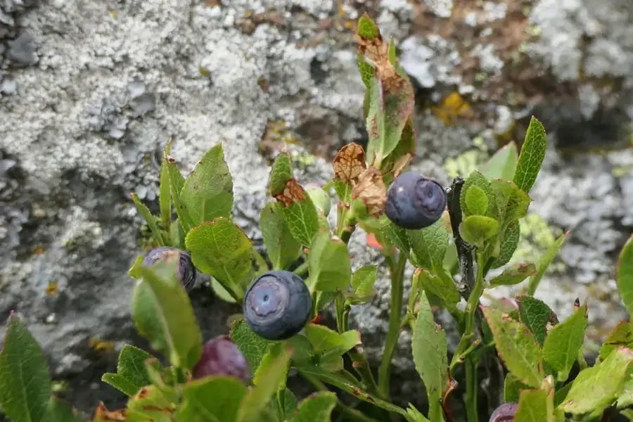 Bilberry: Dark blue berries.