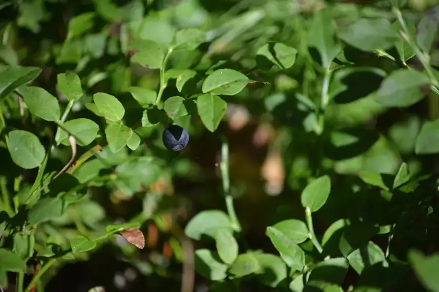 Bilberry: Low shrub with berries.