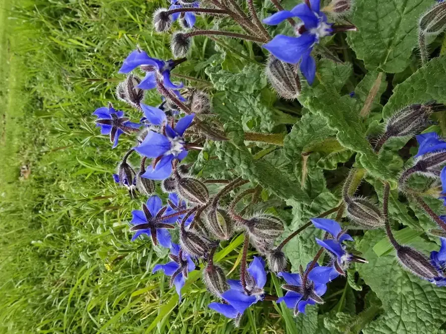 Borage: Blue star flowers.