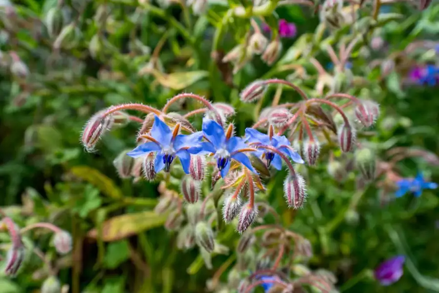 Borage: Flowers and buds.