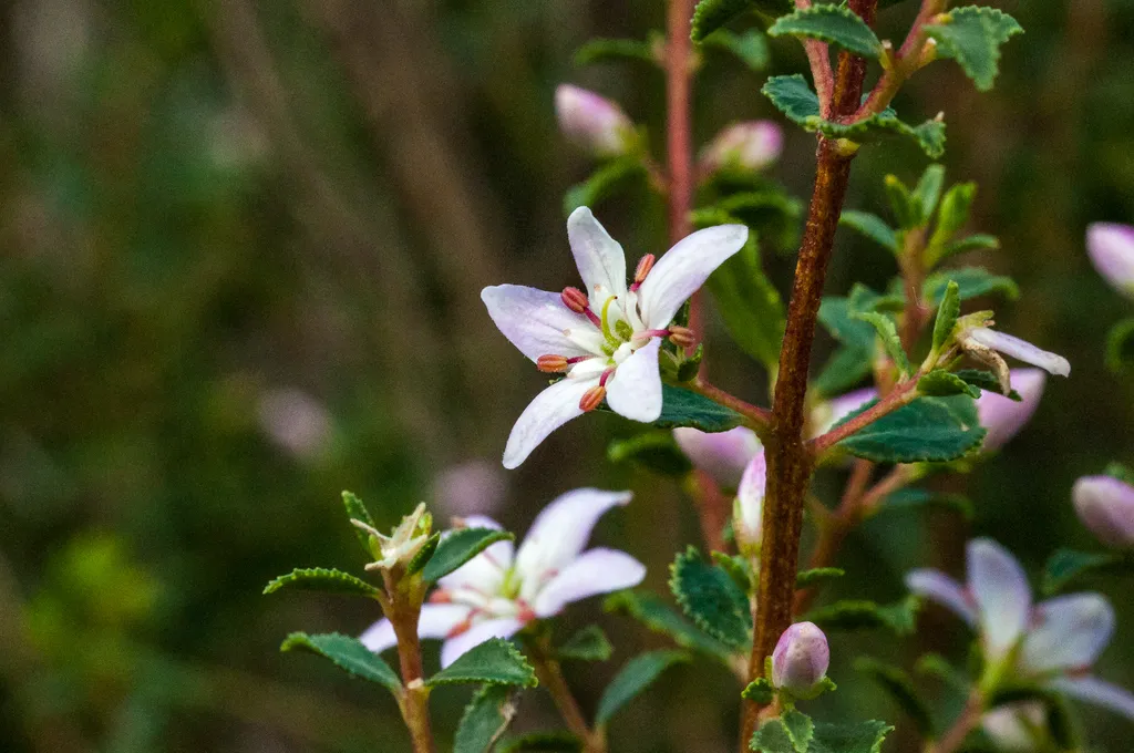 Round-leaf buchu: Reference specimen (Agathosma betulina)