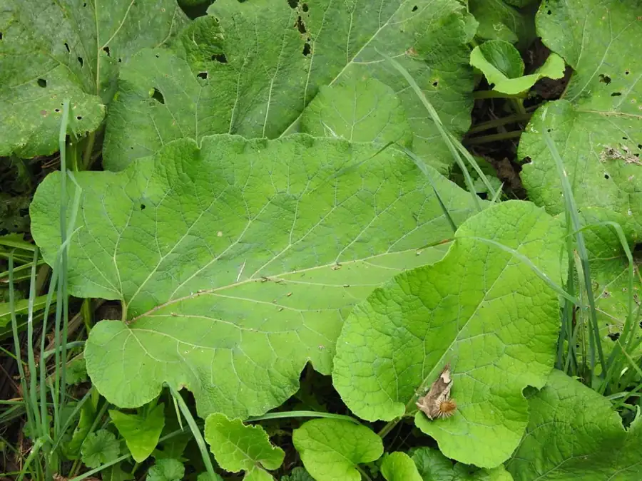 Greater burdock: Broad basal leaves.