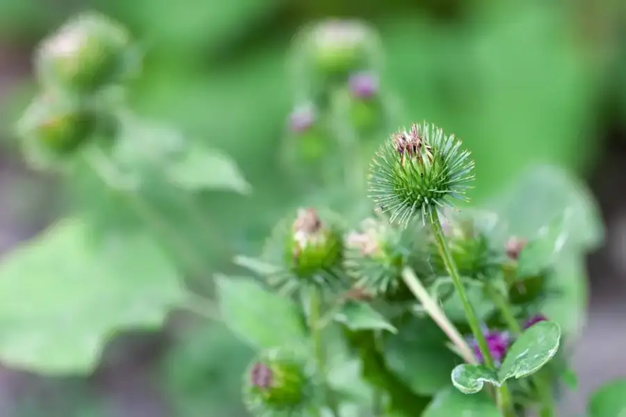 Greater burdock: Burr flower heads.