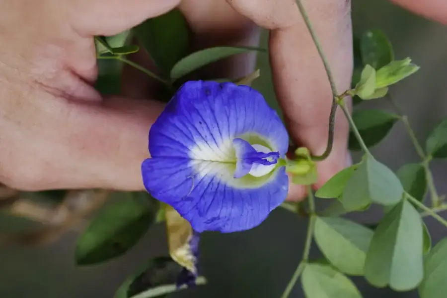 Butterfly pea: Blue flower.