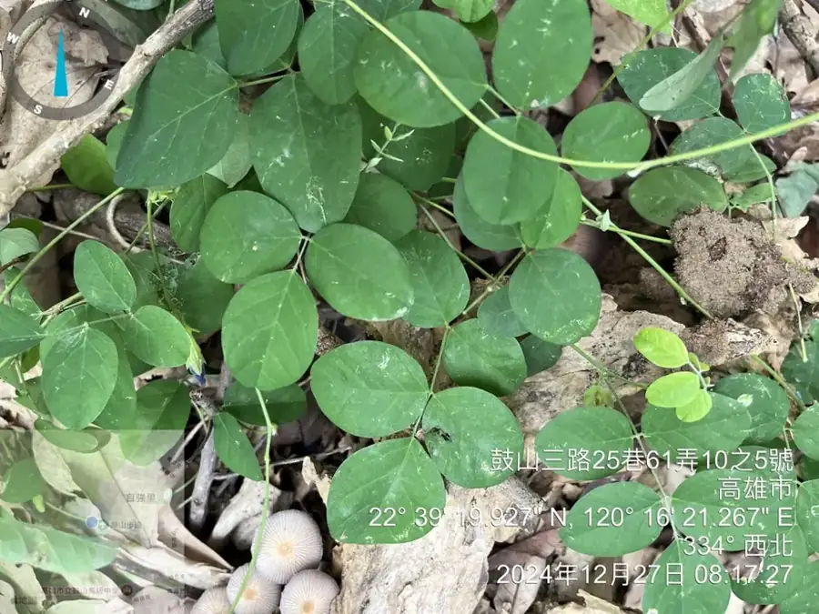 Butterfly pea: Leaves and vine.