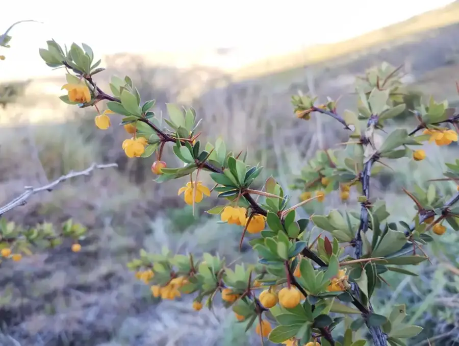 Calafate: Yellow flowers on spiny branches.