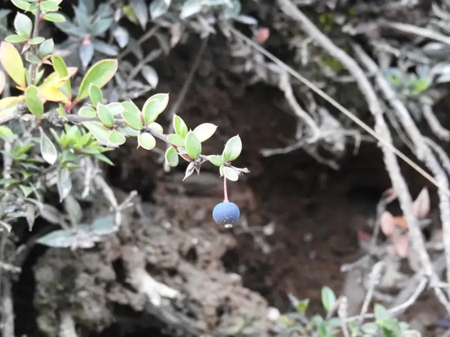 Calafate: Blue berry.