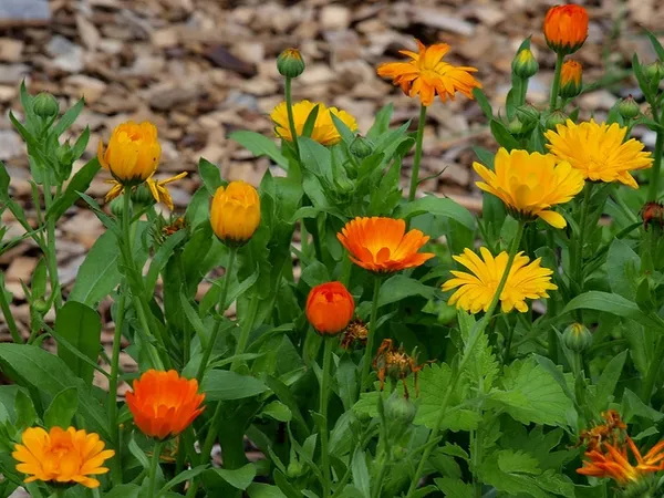 Calendula: botanical reference photograph