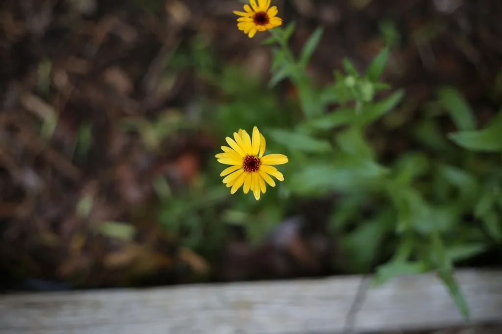 Calendula: Young Flower (Cabarrus County,NC)