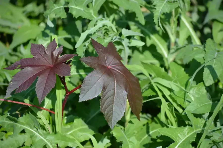 Castor bean: Palmate leaves.