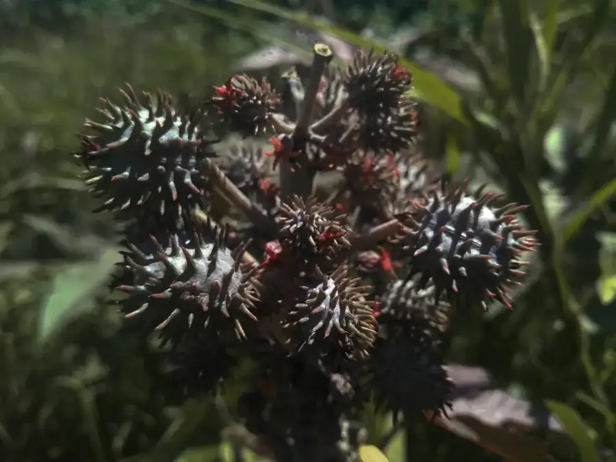 Castor bean: Spiny seed capsules.