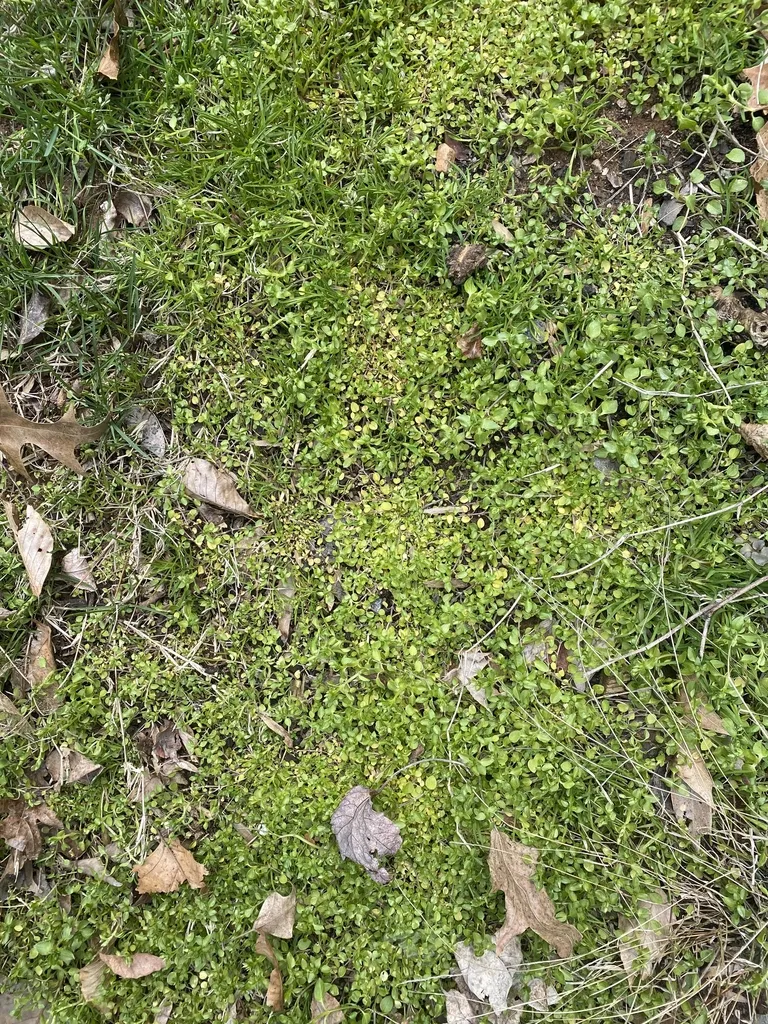 Common chickweed: In Turf