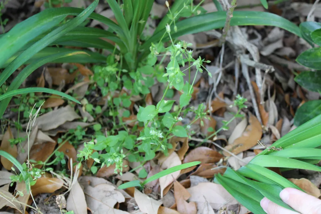 Common chickweed: Environment