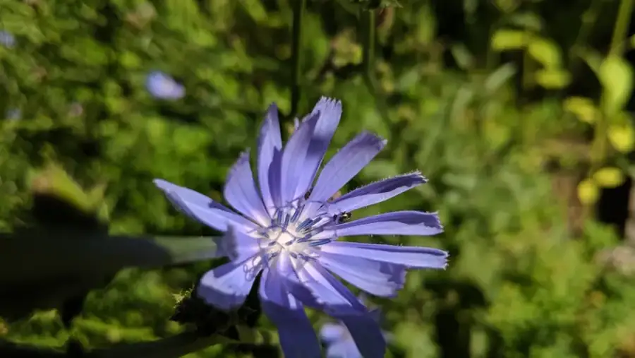Chicory: Sky-blue flower.