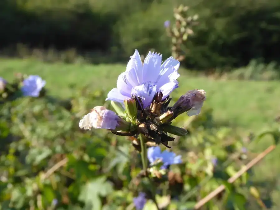 Chicory: Flowering stems.