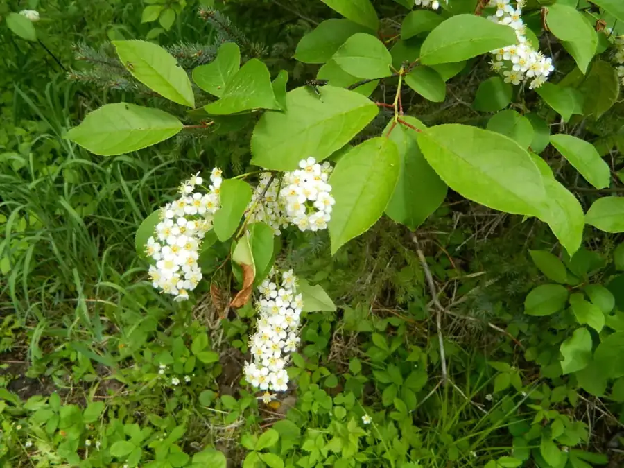 Chokecherry: White flower racemes.