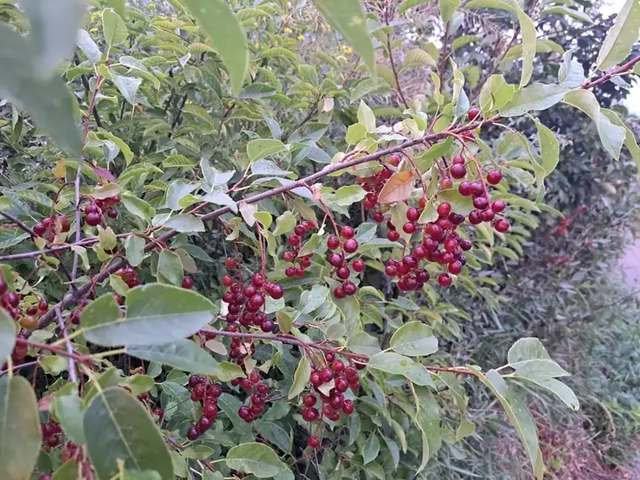 Chokecherry: Red fruit clusters.