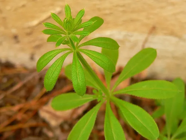 Cleavers: Whorled leaves