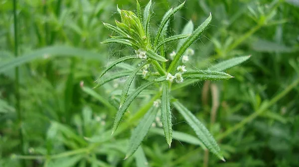 Cleavers: Form