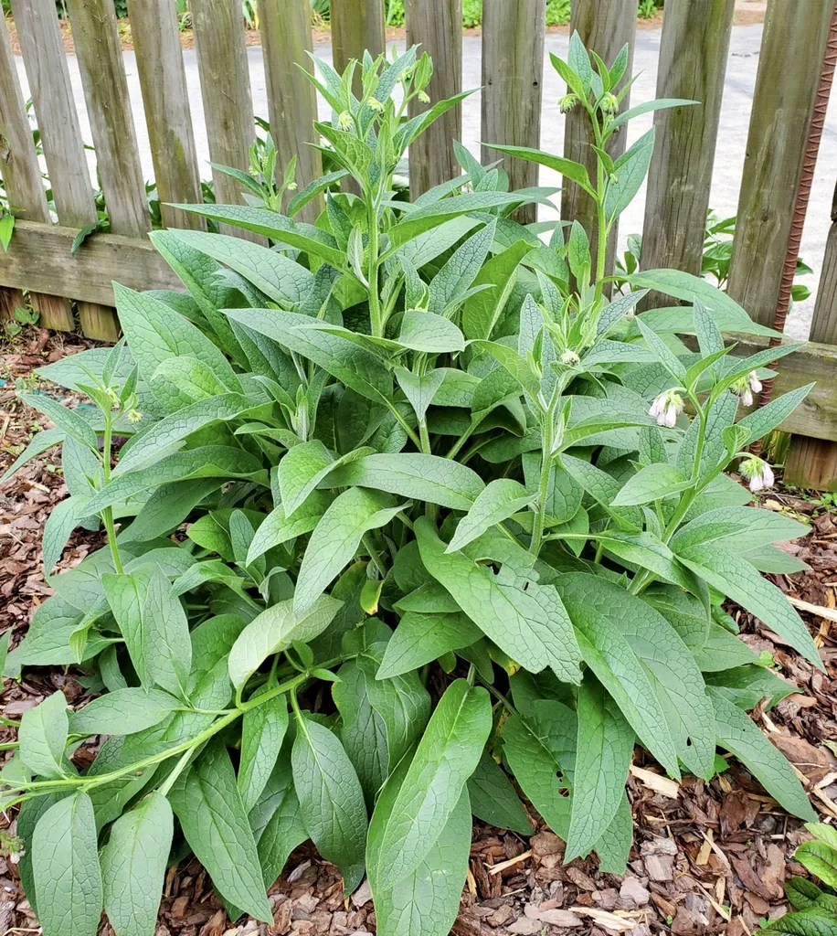 Common comfrey: Plant