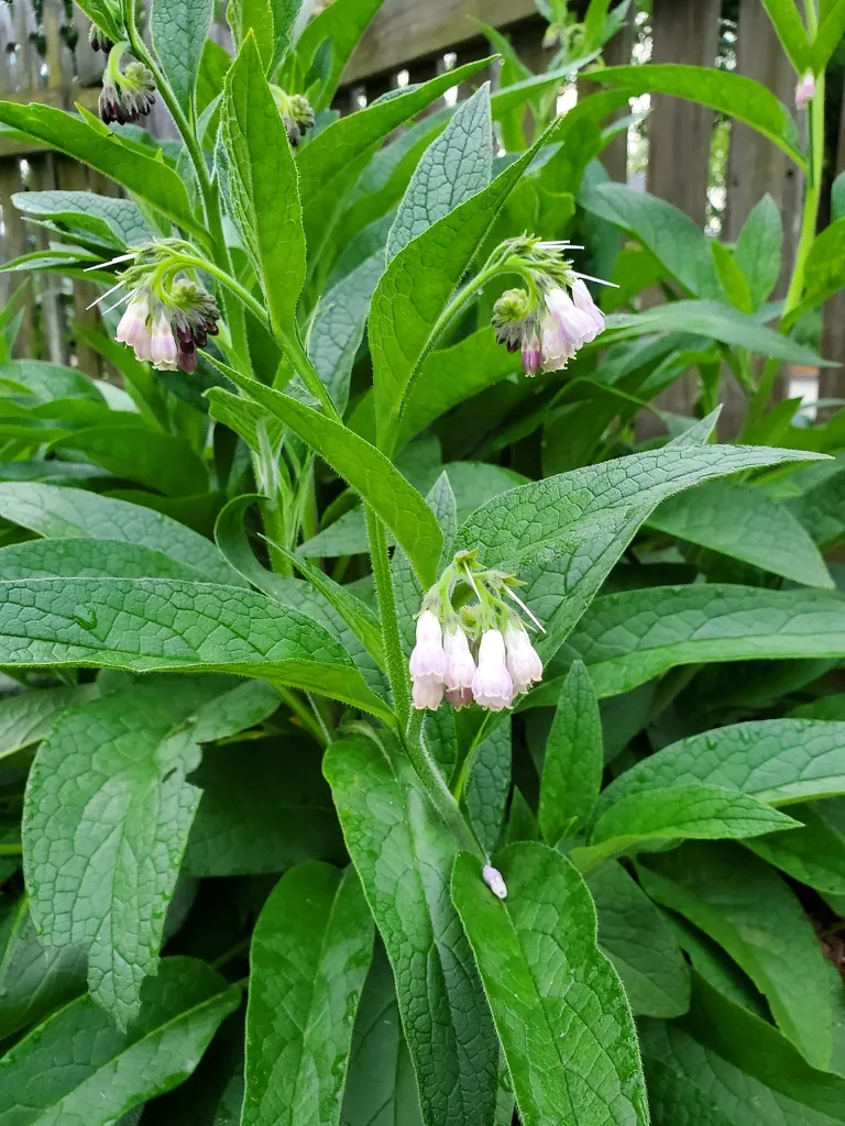 Common comfrey: Flowers