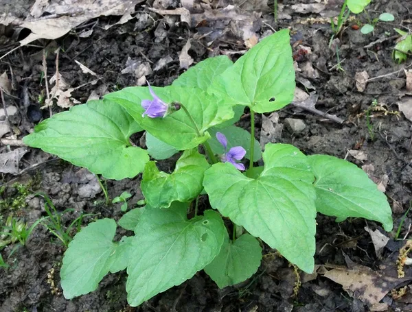 Common blue violet: Whole plant