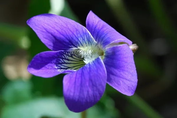 Common blue violet: Flower