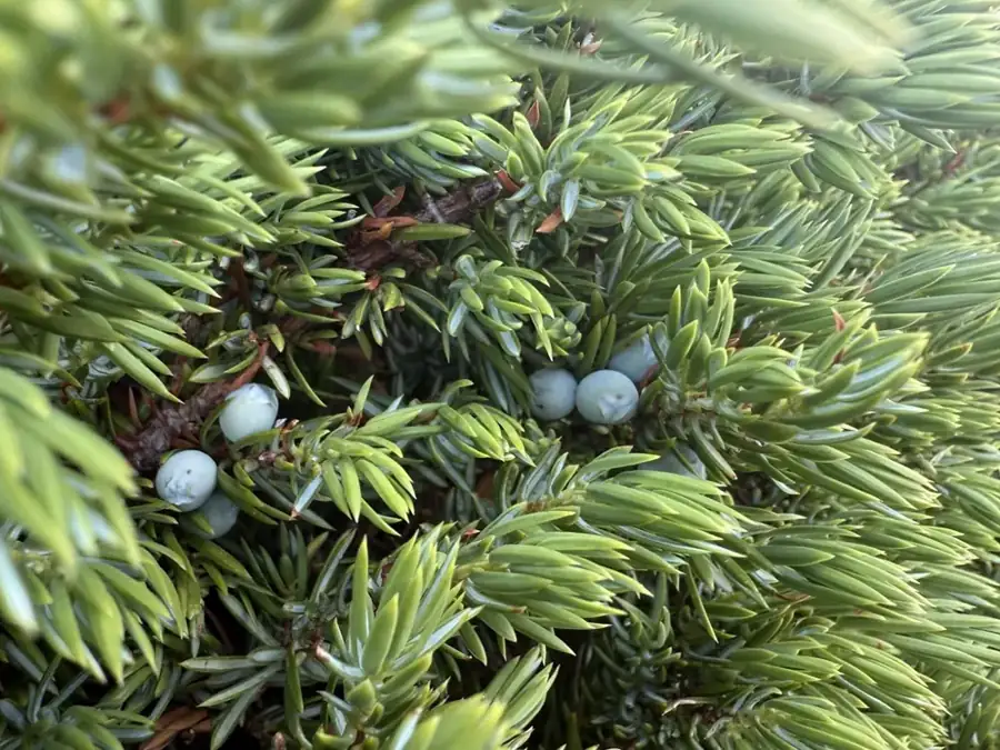 Common juniper: Cones among needles.
