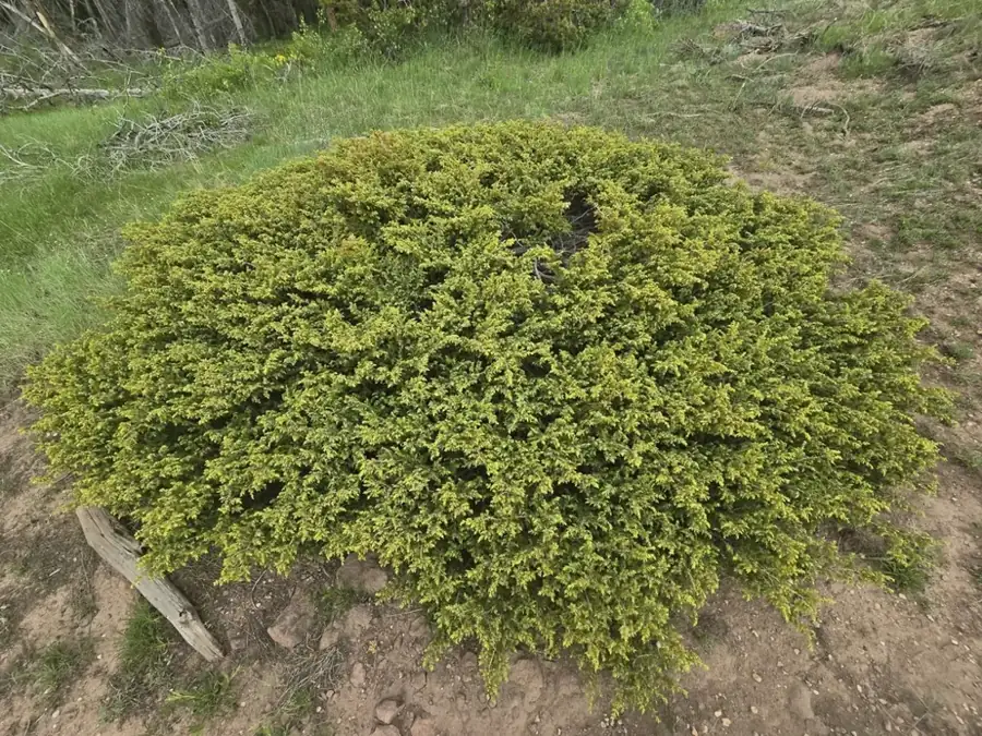 Common juniper: Low shrub.