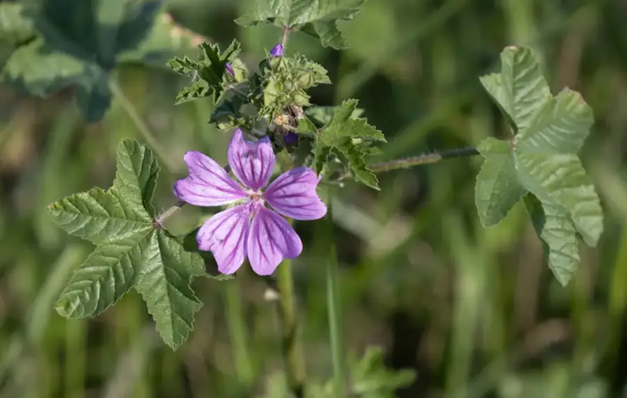 Common mallow: Purple-veined flower.