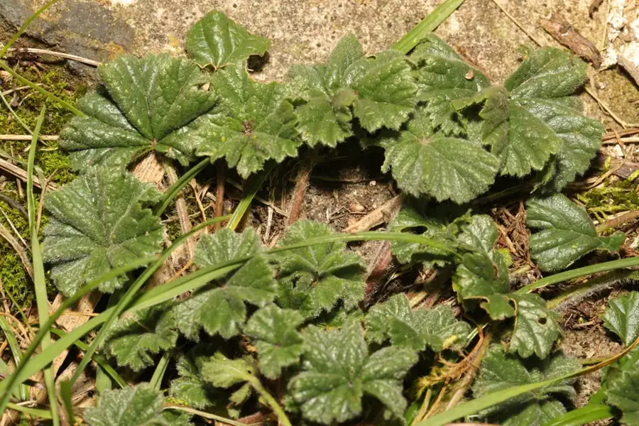 Common mallow: Leaves.