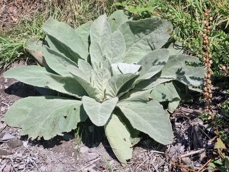 Common mullein: Woolly rosette.