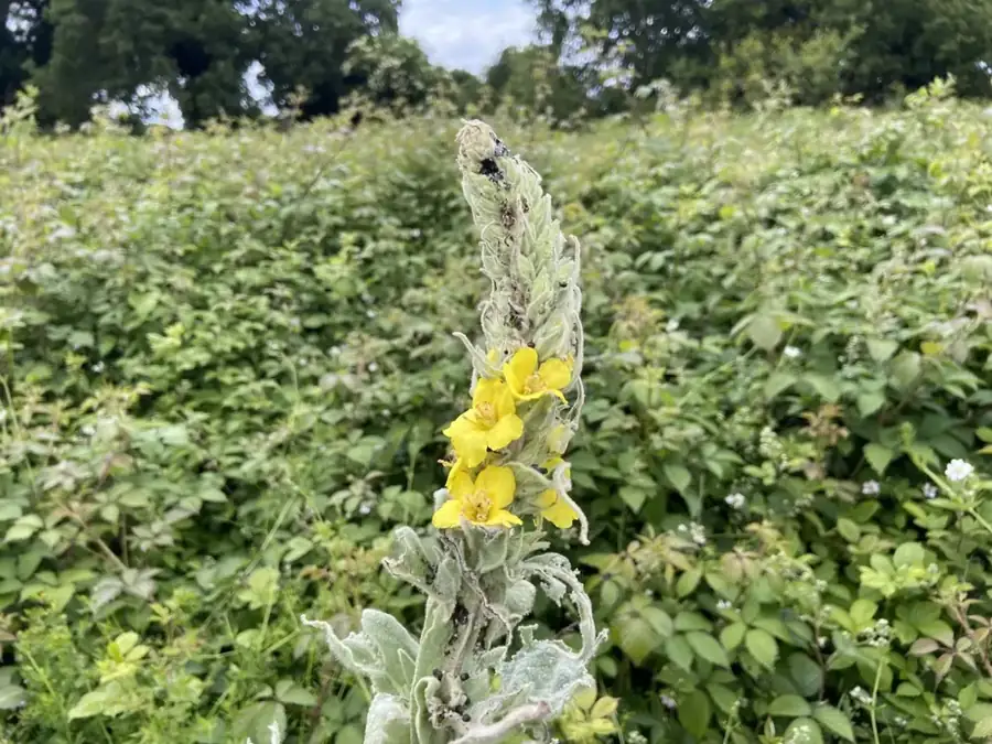 Common mullein: Flower spike.