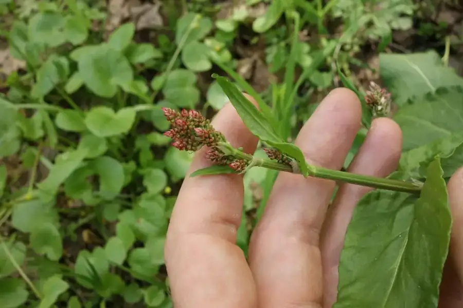 Common sorrel: Leaves and flower spike.