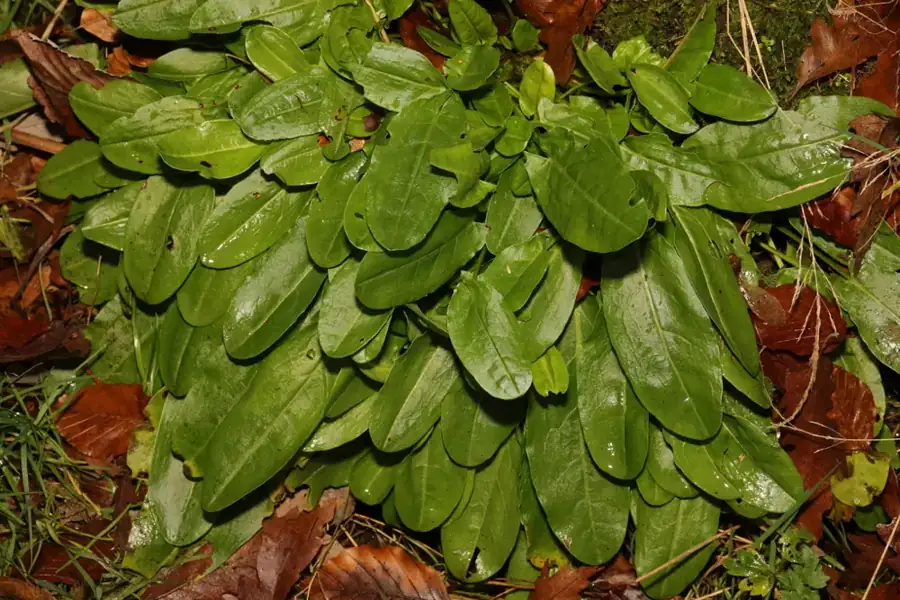 Common sorrel: Leaf rosette.