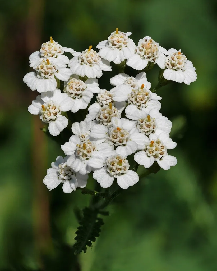 Common yarrow: Flowers of the species