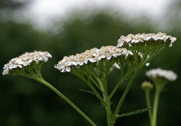 Common yarrow: Flowers