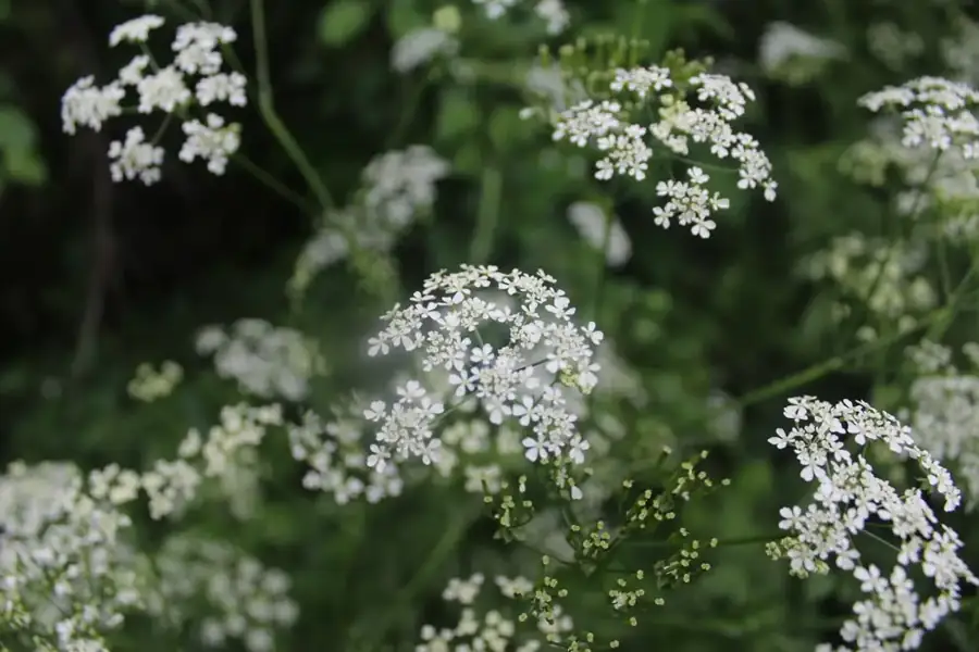 Cow parsley: White umbels.