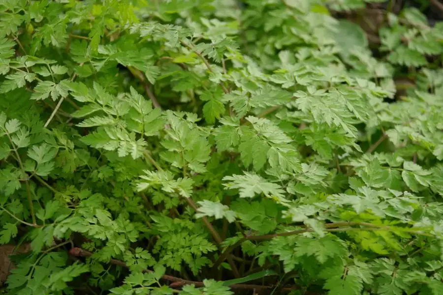 Cow parsley: Fern-like leaves.