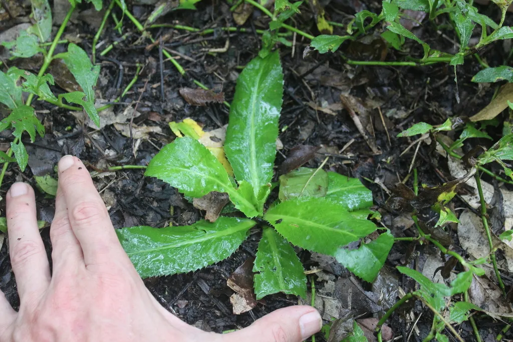 Culantro: Reference specimen (Eryngium foetidum)