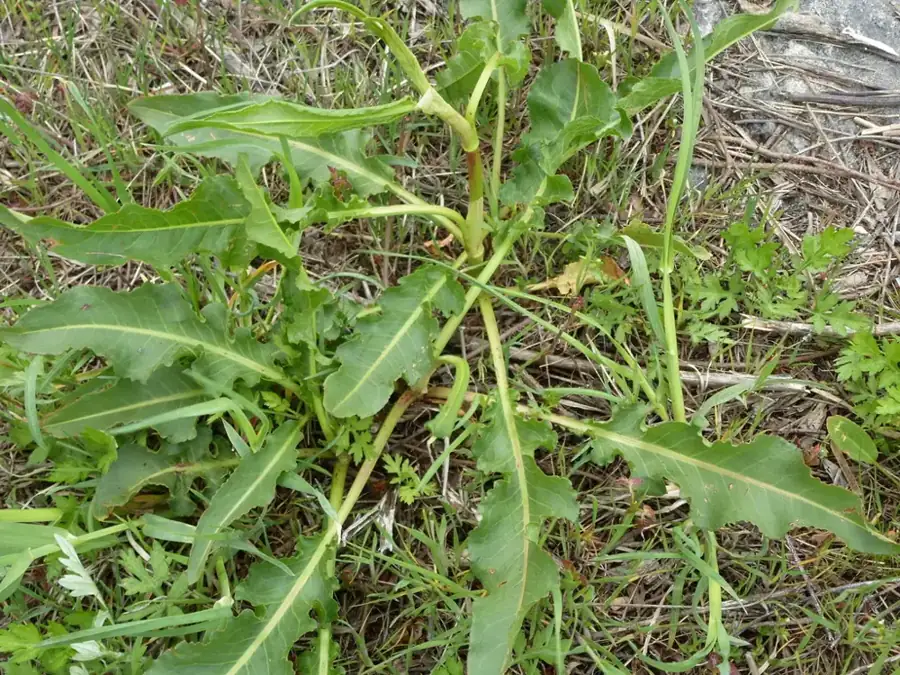 Curly dock: Wavy-edged leaves.