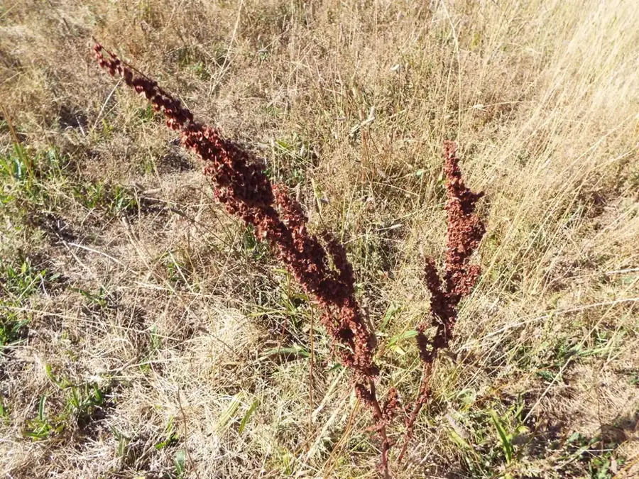 Curly dock: Rusty seed stalks.