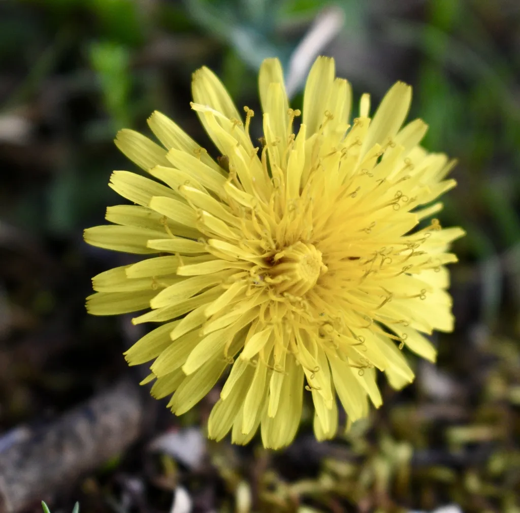 Dandelion: Flower