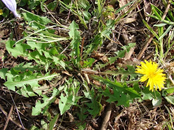 Dandelion: Rosette of leaves and a single flower.