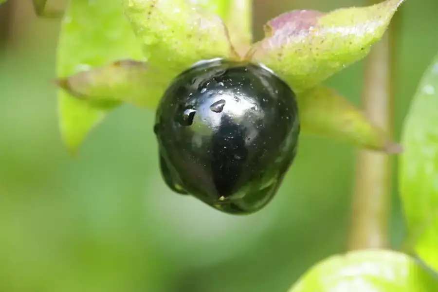 Deadly nightshade: Glossy black berry.